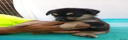 Meticcio cani in regalo: Cuccioli mix Pastore Tedesco, neanche 2 mesi  - Annuncio 10