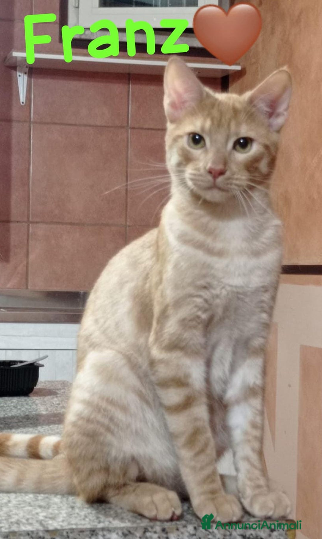 Europeo gatti in regalo: ALE & FRANZ CERCANO CASA  - Annuncio 4