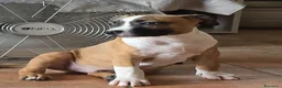 American Staffordshire cani in vendita: Cucciolo Amstaff  - Annuncio 3