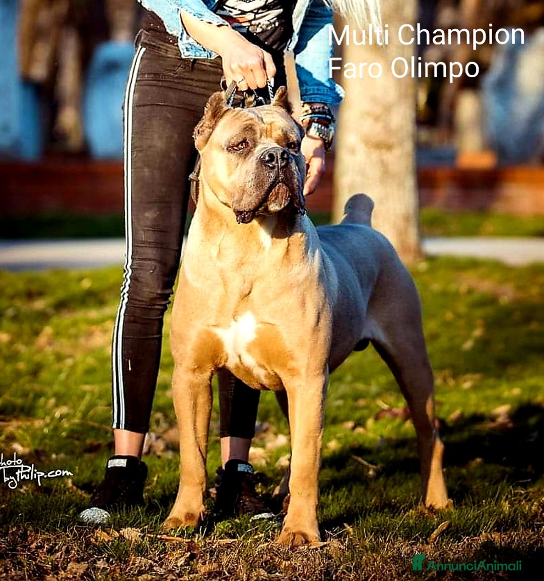 Immagine della galleria {{count}}