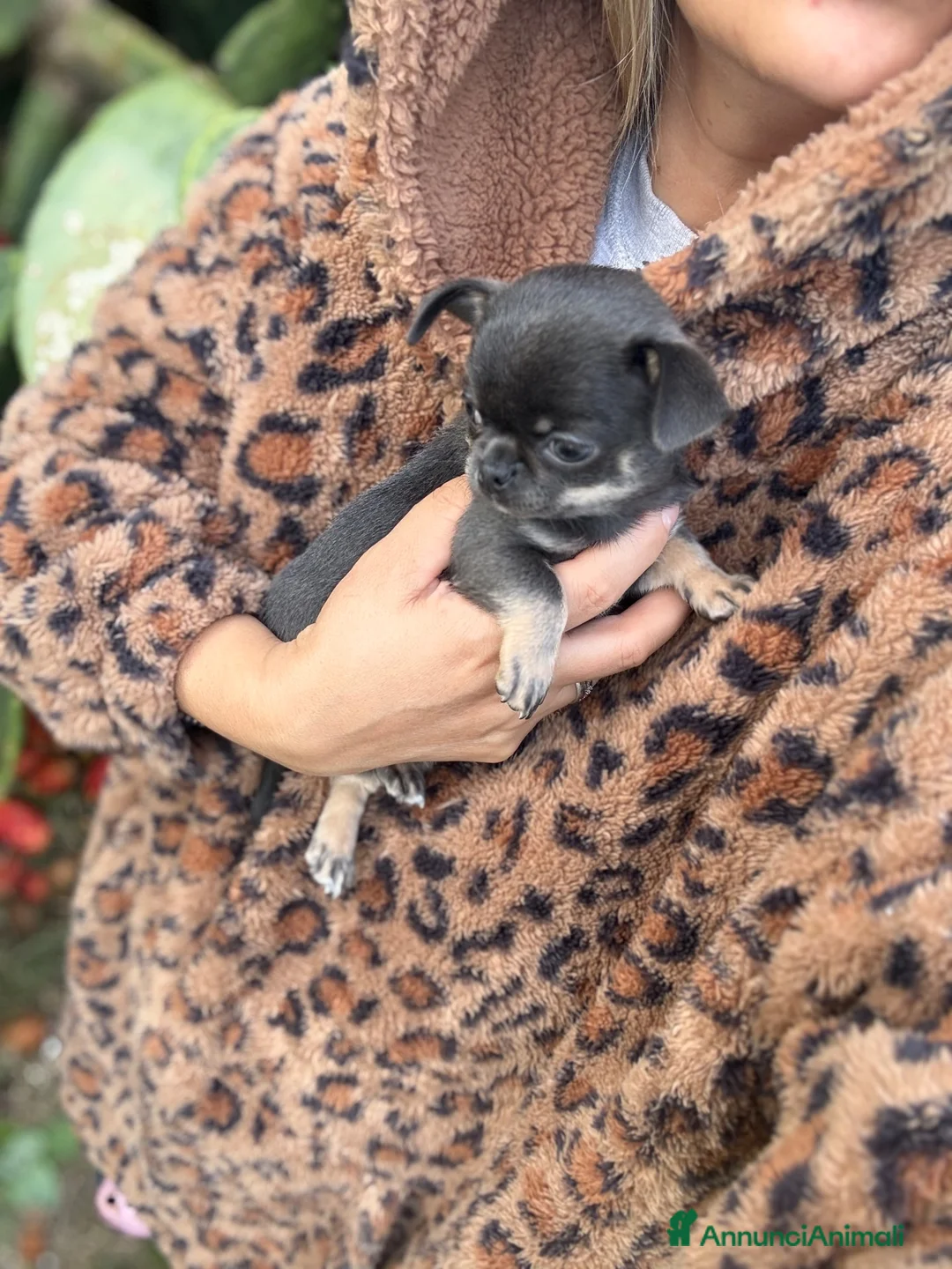 Chihuahua cani in vendita: Chihuahua mini - Annuncio 3