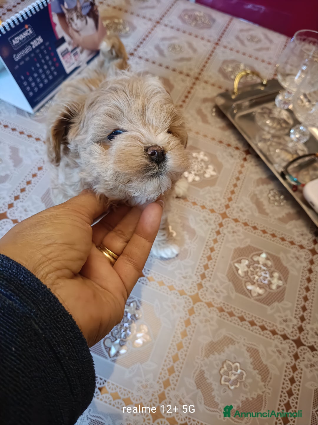 Meticcio cani in vendita: Maltippp  - Annuncio 3