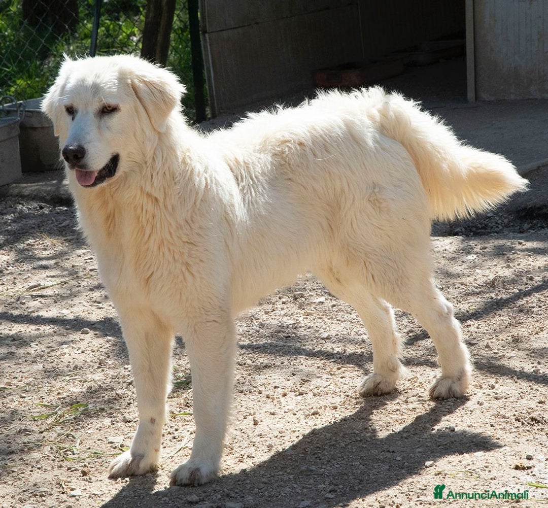 Meticcio cani in regalo: APRIAMO QUEL BOX : IL TENERO LUCKY a Città metropolitana di Roma Capitale - Annuncio 5