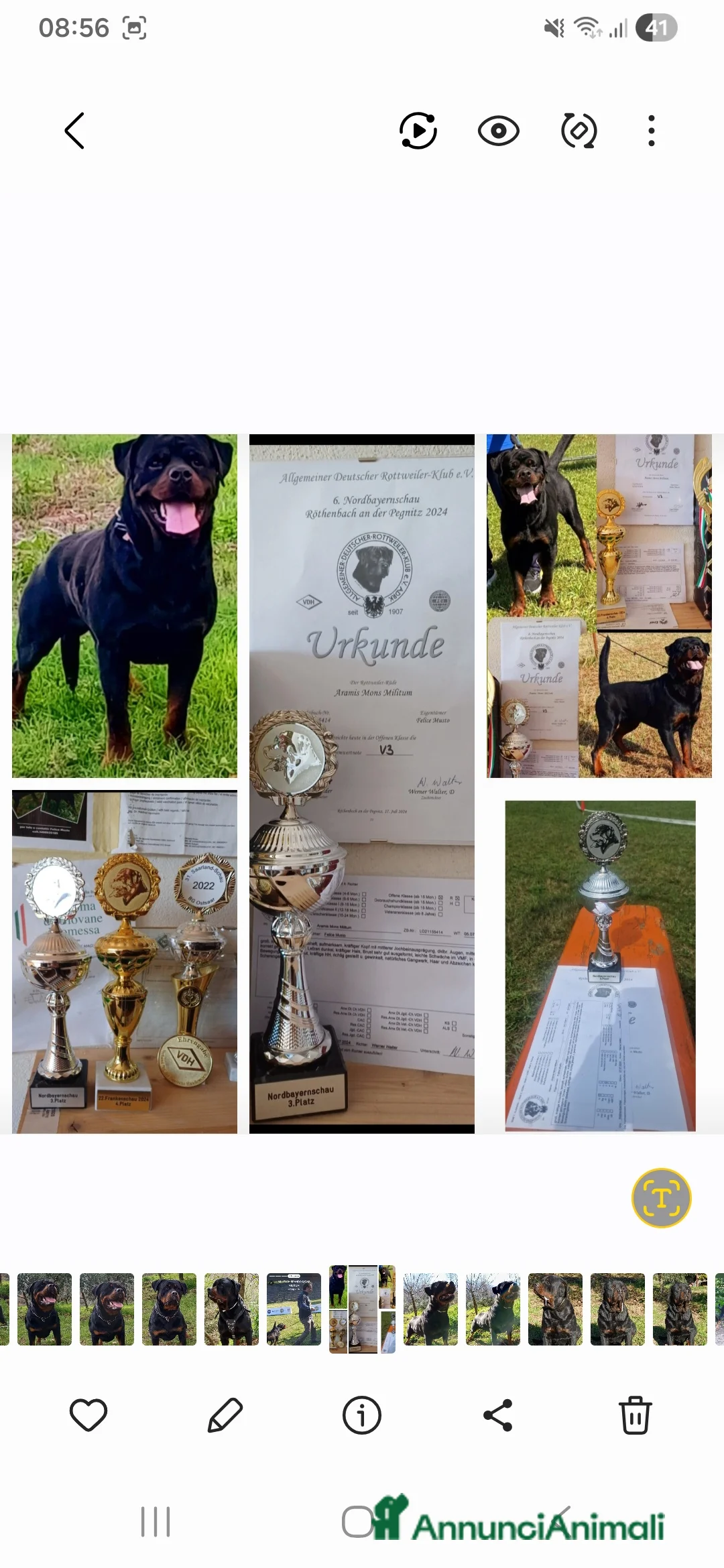 Rottweiler cani per accoppiamento: Rottweiler - Annuncio 9