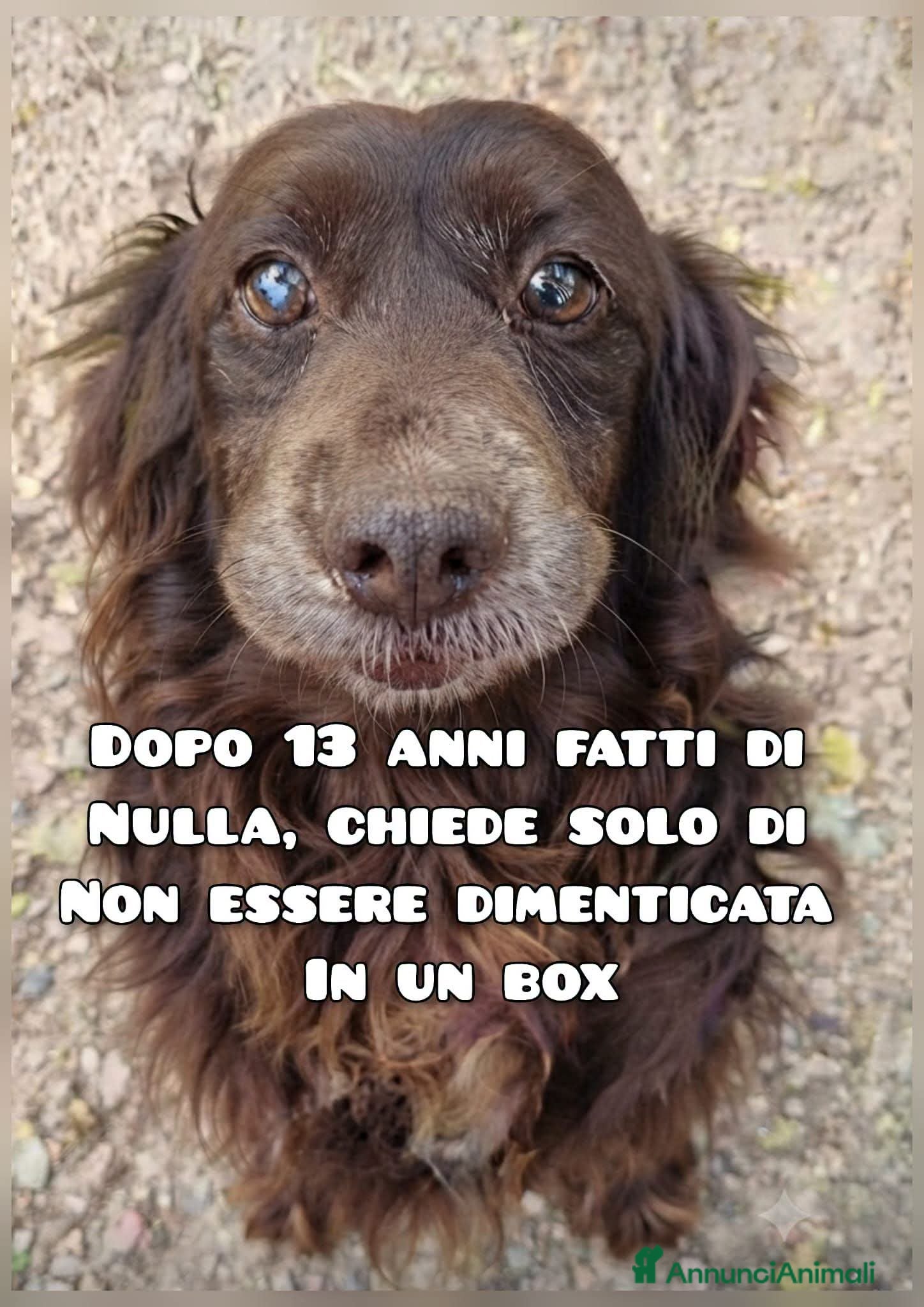 Meticcio cani Dolcezza  - Annuncio 3