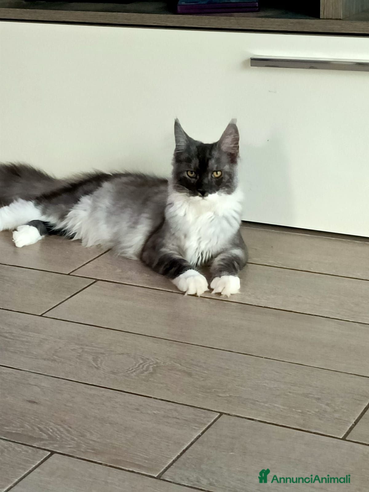Maine Coon gatti Cucciole di Maine Coon  - Annuncio 35