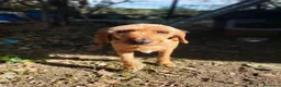 Segugio cani in regalo: DICK segugio senza più una casa a Città Metropolitana di Torino - Annuncio 2