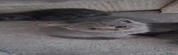 Scottish gatti in vendita: Gattini scottish  - Annuncio 3