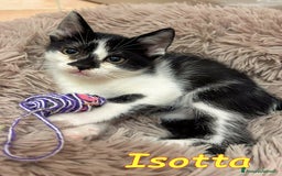Europeo gatti in regalo: ISOTTA - Immagine 3