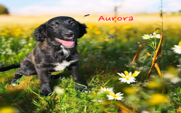 Border Collie cani in regalo: Aurora,mix border collie di 8 mesi  a Città Metropolitana di Torino - Immagine 2
