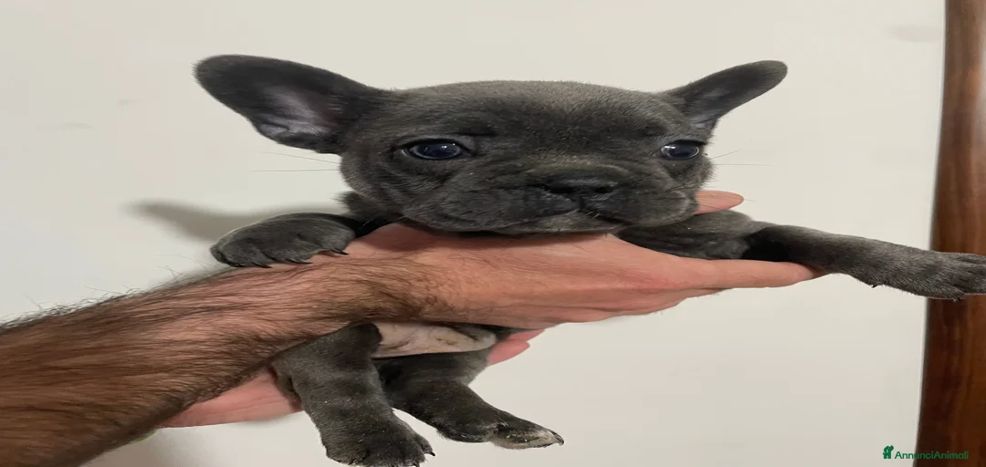 Immagine della galleria {{count}}