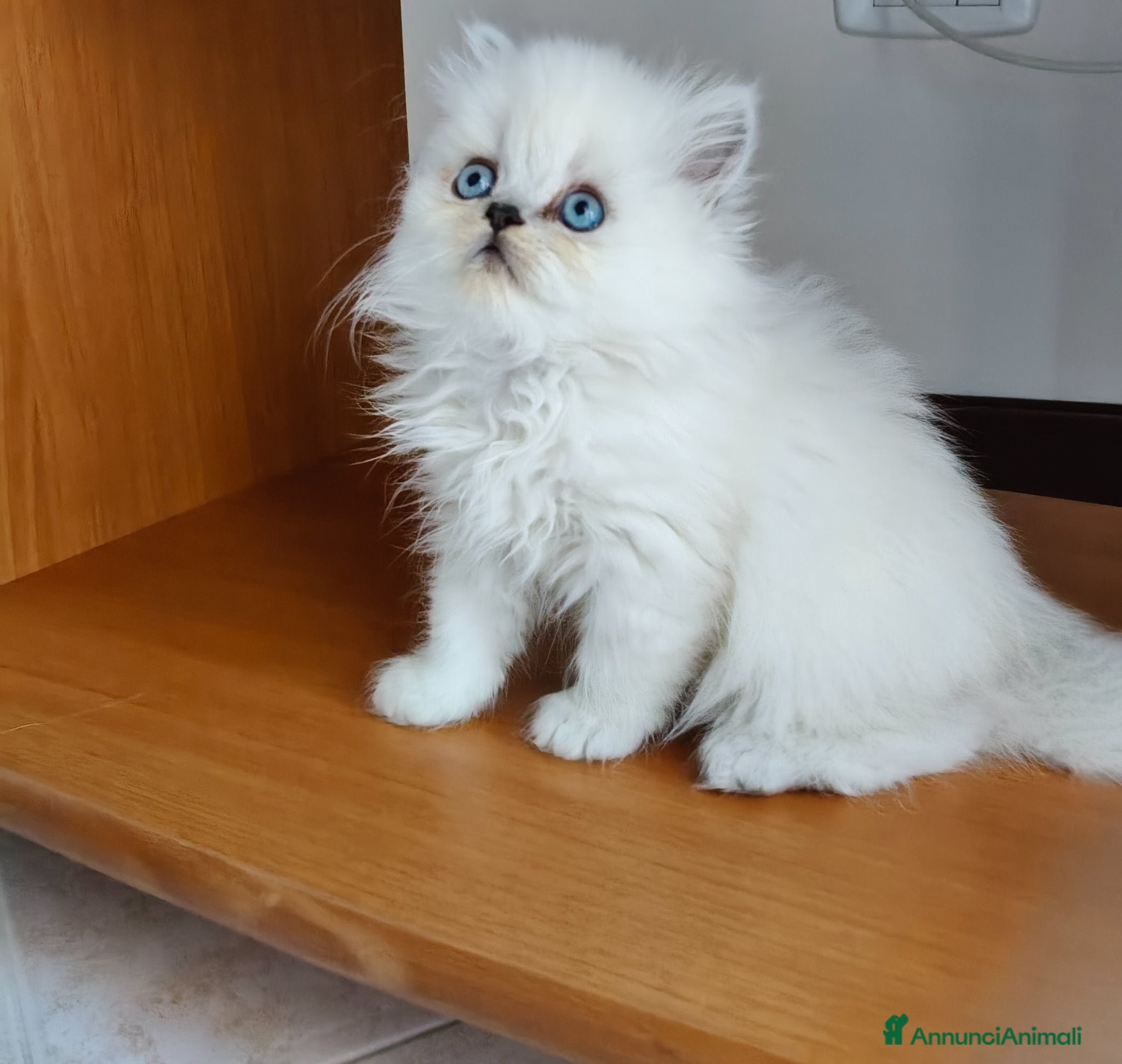 Persiano gatti Cucciolata persiani Chinchilla  - Annuncio 6