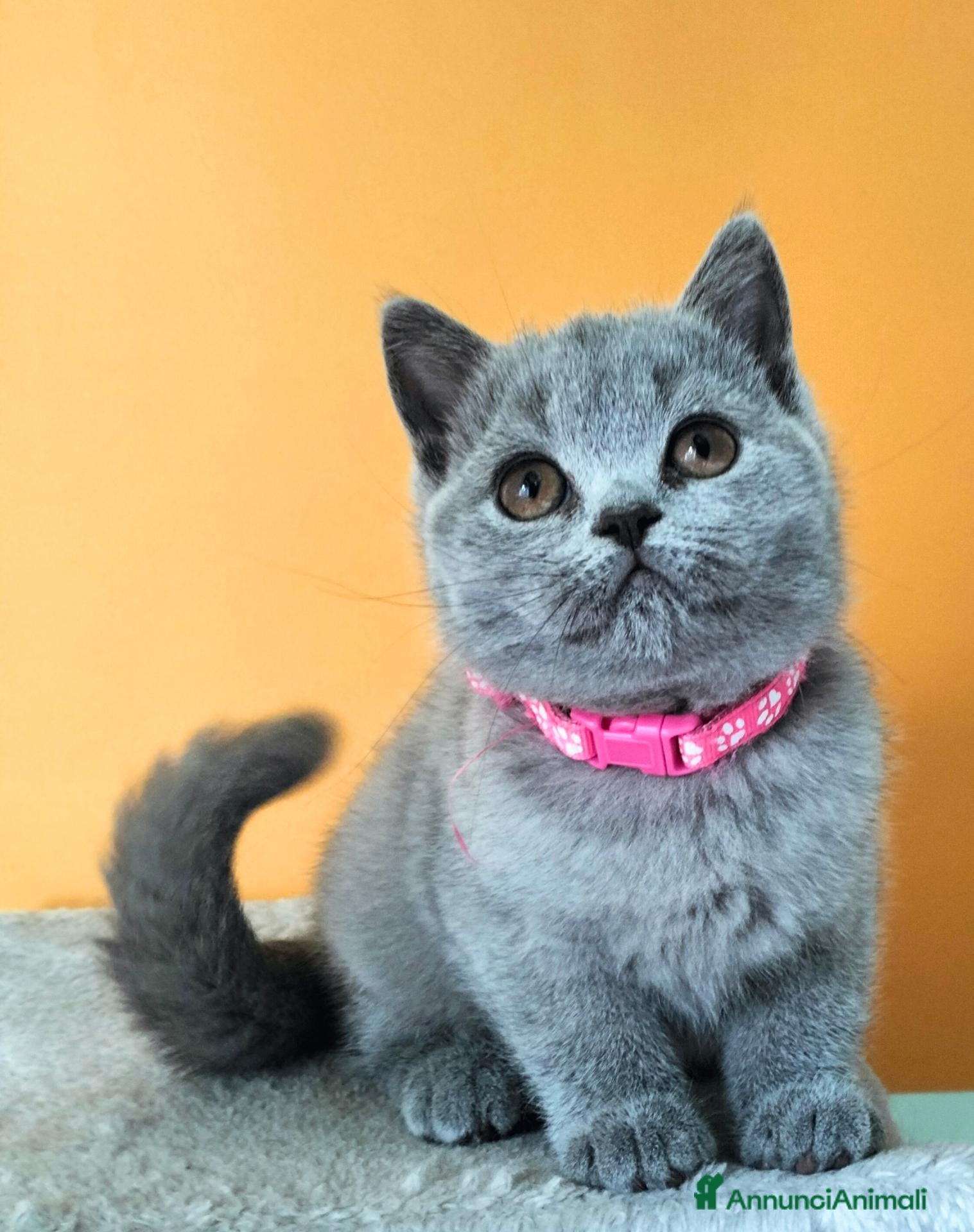 British gatti Cuccioli British Shorthair  - Annuncio 1