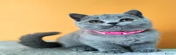 British gatti in vendita: Cuccioli British Shorthair  - Annuncio 1