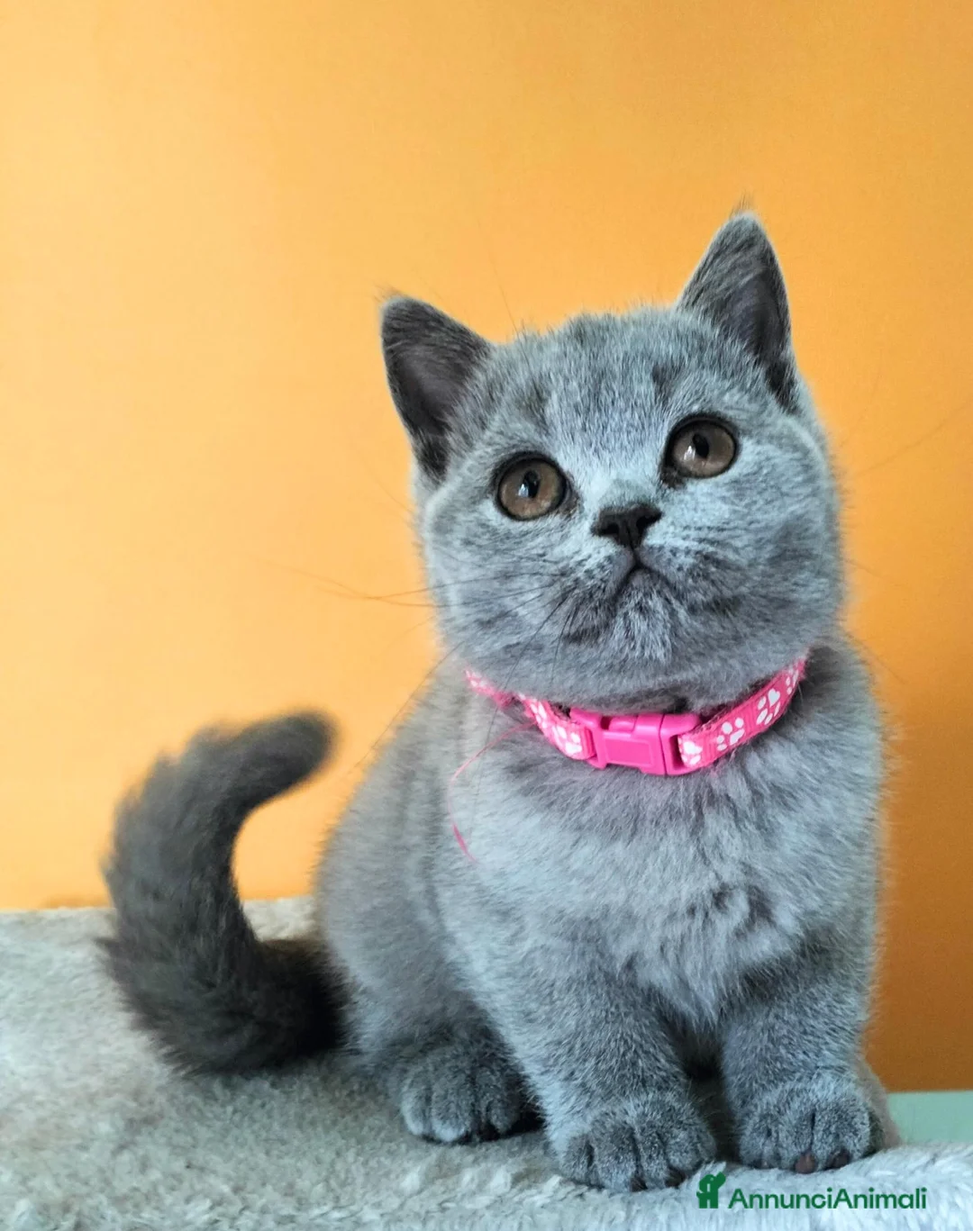 British gatti in vendita: Cuccioli British Shorthair  - Annuncio 1