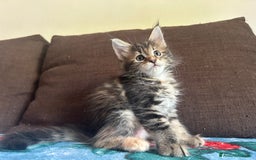 Maine Coon gatti in vendita: Maine Coon pedigree Anfi a Provincia di Modena - Immagine 17