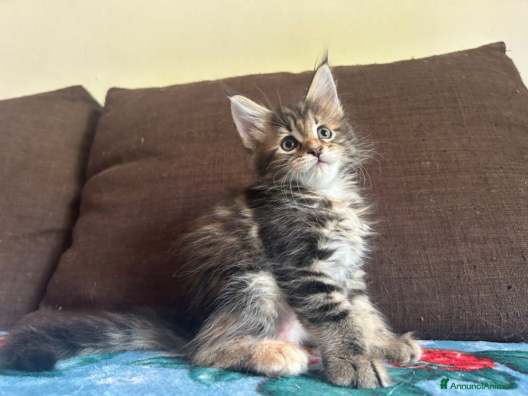 Maine Coon gatti in vendita: Maine Coon pedigree Anfi a Provincia di Modena - Immagine 17