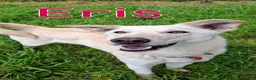 Meticcio cani in regalo: ERIS 🩷 una cagnolina che sorride alla vita a Provincia di Arezzo - Annuncio 3
