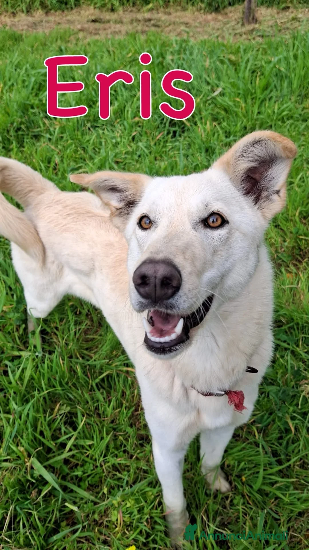 Meticcio cani in regalo: ERIS 🩷 una cagnolina che sorride alla vita a Provincia di Arezzo - Annuncio 3