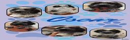Cocker cani in vendita: Cuccioli cocker spaniel inglese Blu roano  - Annuncio 5