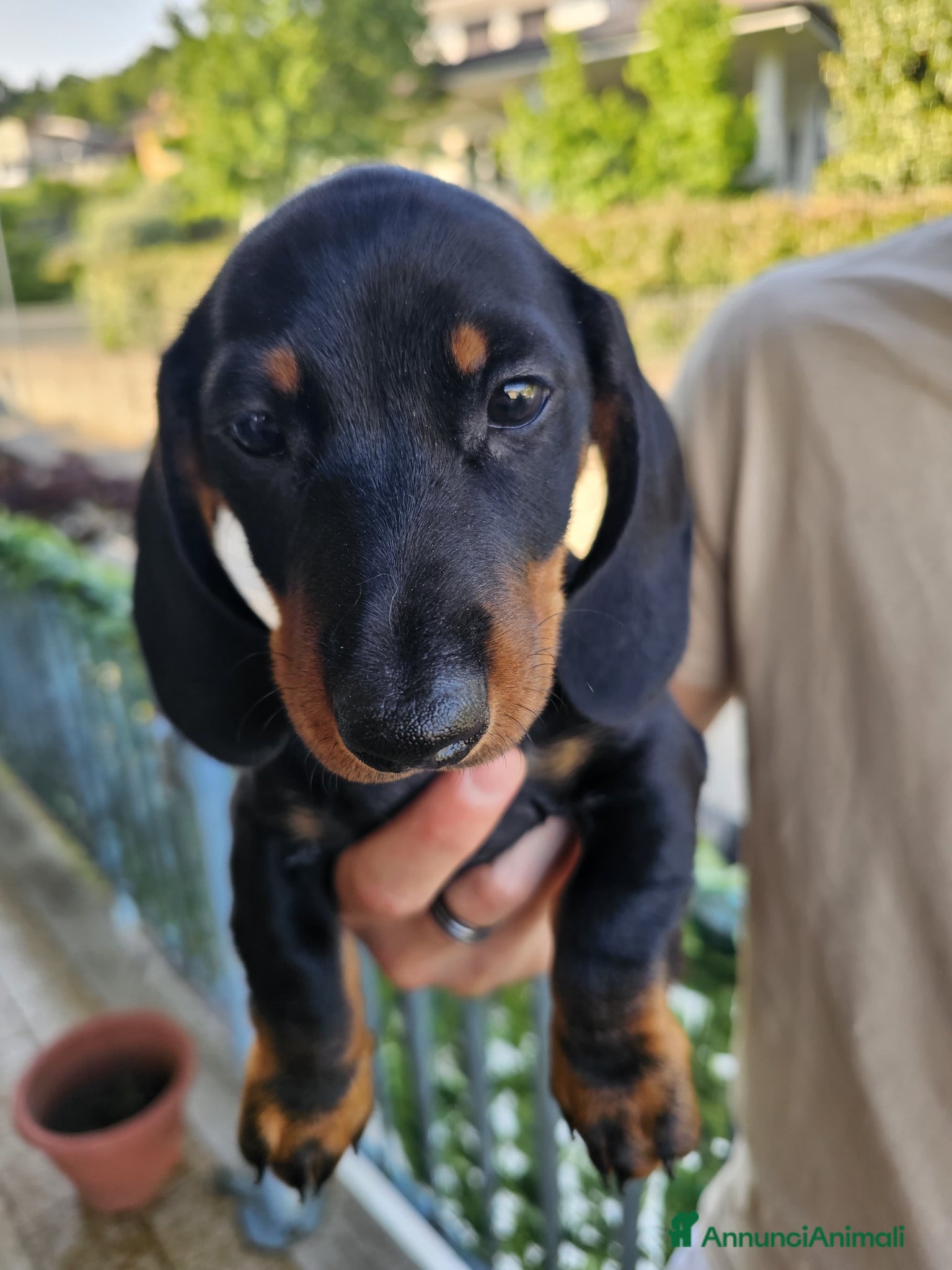 Bassotto cani in vendita: Bassotti nani - Annuncio 5