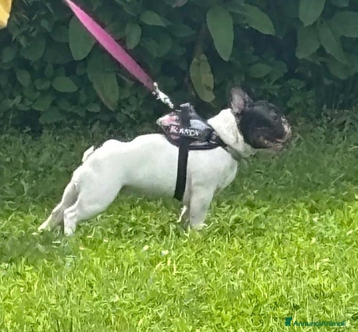 Bulldog Francese cani Bulldog francese cucciolo  - Annuncio 1