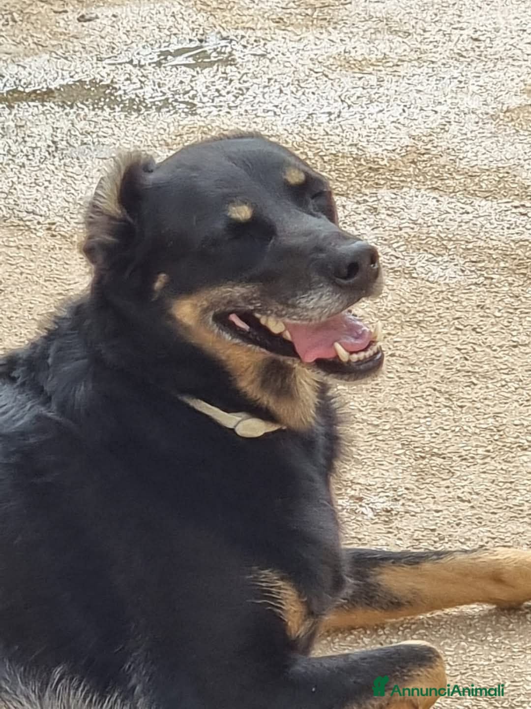Meticcio cani 17 chili, 7 anni, aspetto qualcuno da amare  - Annuncio 7