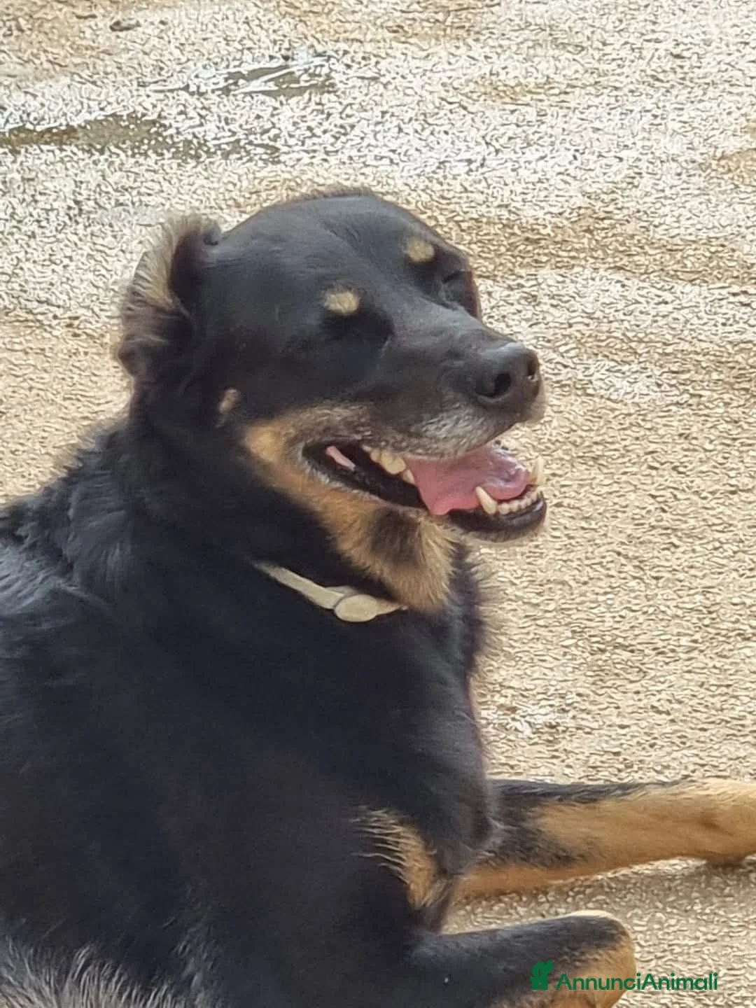 Meticcio cani in regalo: 17 chili, 7 anni, aspetto qualcuno da amare  - Annuncio 1