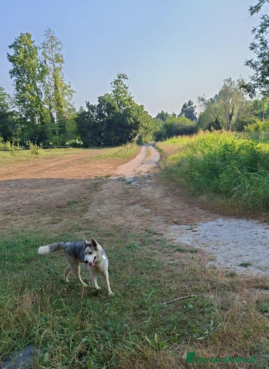 Meticcio cani Husky mezzo lupo - Annuncio 16