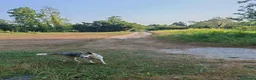 Meticcio cani in vendita: Husky mezzo lupo - Annuncio 1