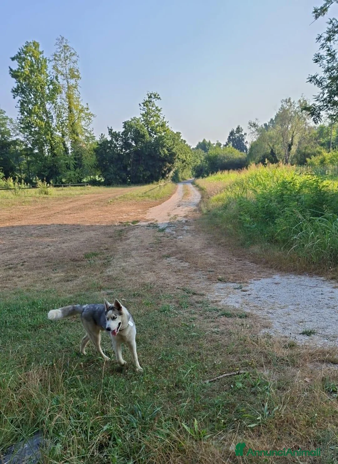 Meticcio cani in vendita: Husky mezzo lupo - Annuncio 1