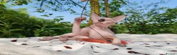 Sphynx gatti in vendita: Disponibili splendidi cuccioli di Sphynx ✨ - Annuncio 6
