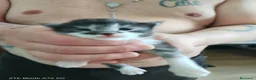 Meticcio gatti in vendita: Gattini nati da mamma main coon  a Provincia di Piacenza - Annuncio 3