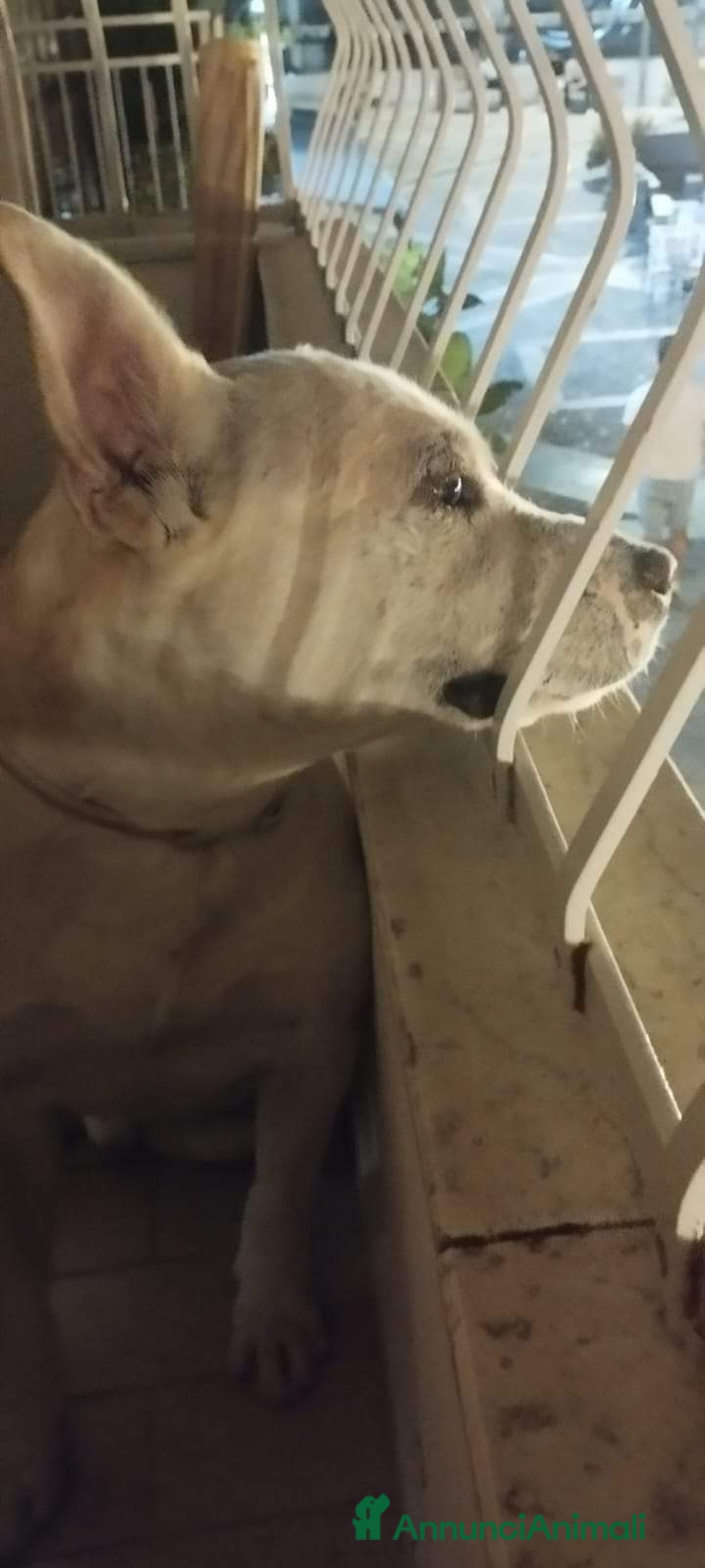 Meticcio cani in regalo: 3anni SI SONO STANCATI DI LUI..STA IN BALCONE!SOS  a Città metropolitana di Milano - Annuncio 2