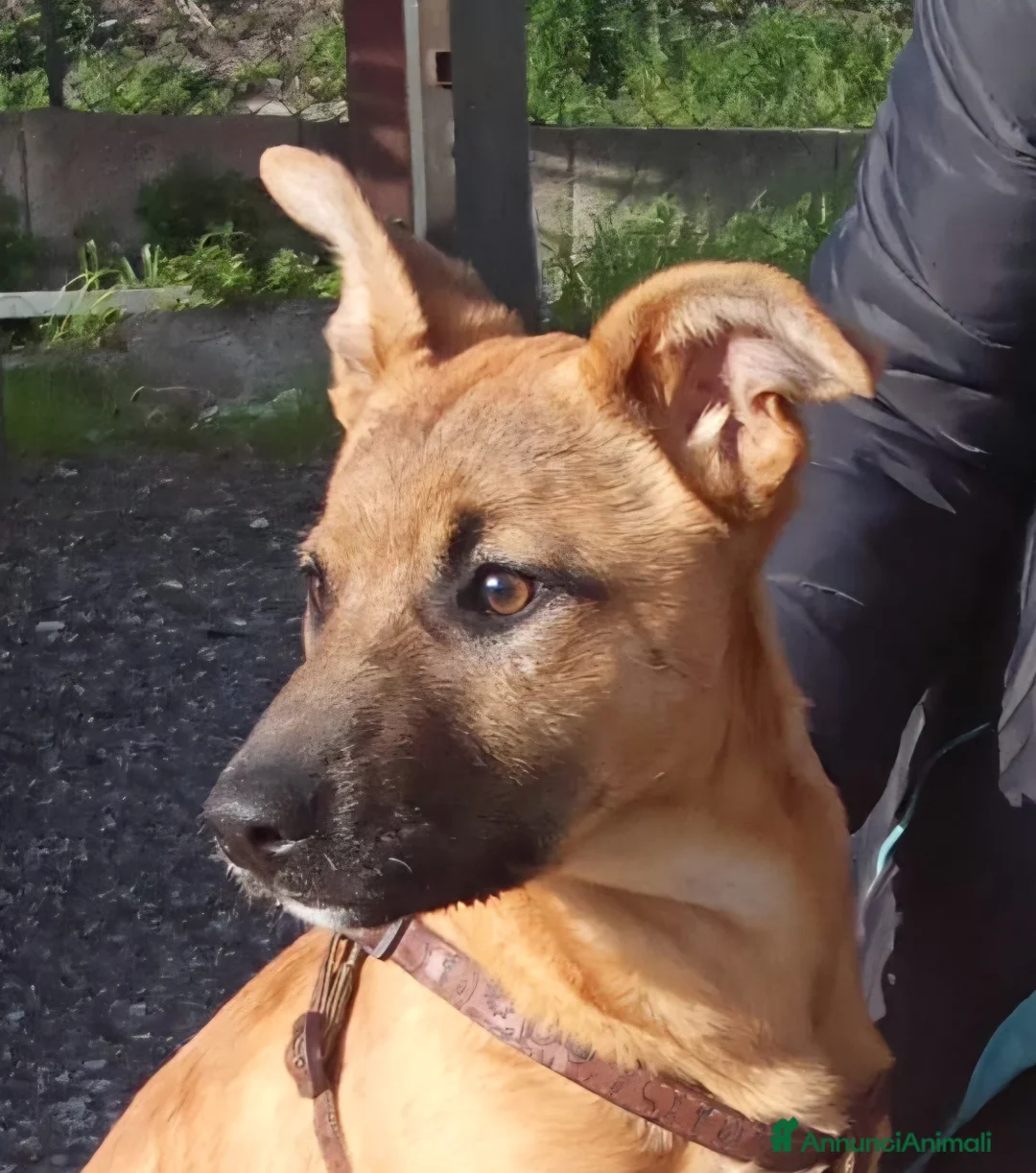 Meticcio cani in regalo: Pollon 7 mesi 11 kg - Annuncio 2