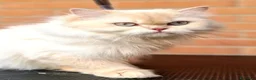 British gatti in vendita: DA RIPRODUZIONE GATTA BRITISH LONGHAIR  - Annuncio 5