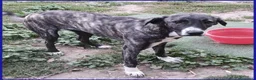 Meticcio cani in regalo: VESPA CUCCIOLOTTA 6-7 MESI SOGNA SOLO UNA FAMIGLIA - Annuncio 3