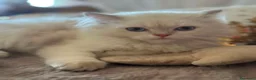 British gatti in vendita: Stupendi cuccioli di British  a Provincia di Perugia - Annuncio 3
