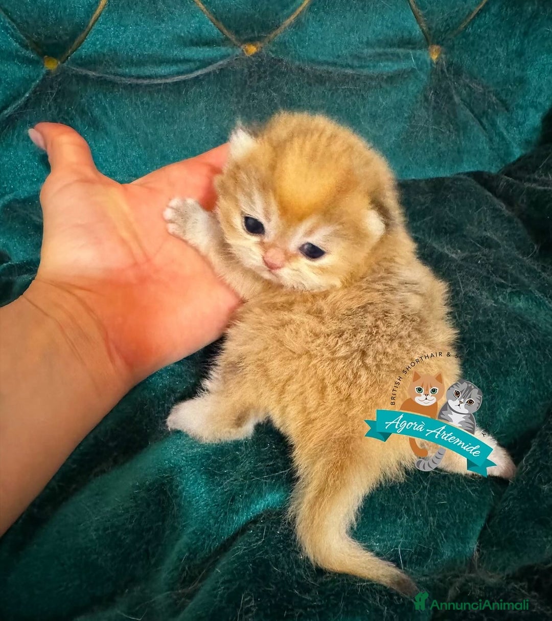 Scottish gatti in vendita: Scottish Fold Enfi Cuccioli Disponibili - Immagine 5