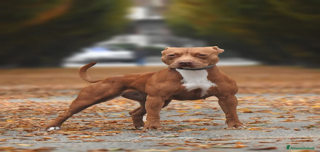 Immagine della galleria {{count}}