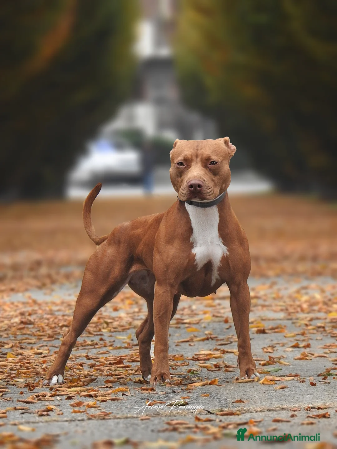 Immagine della galleria {{count}}