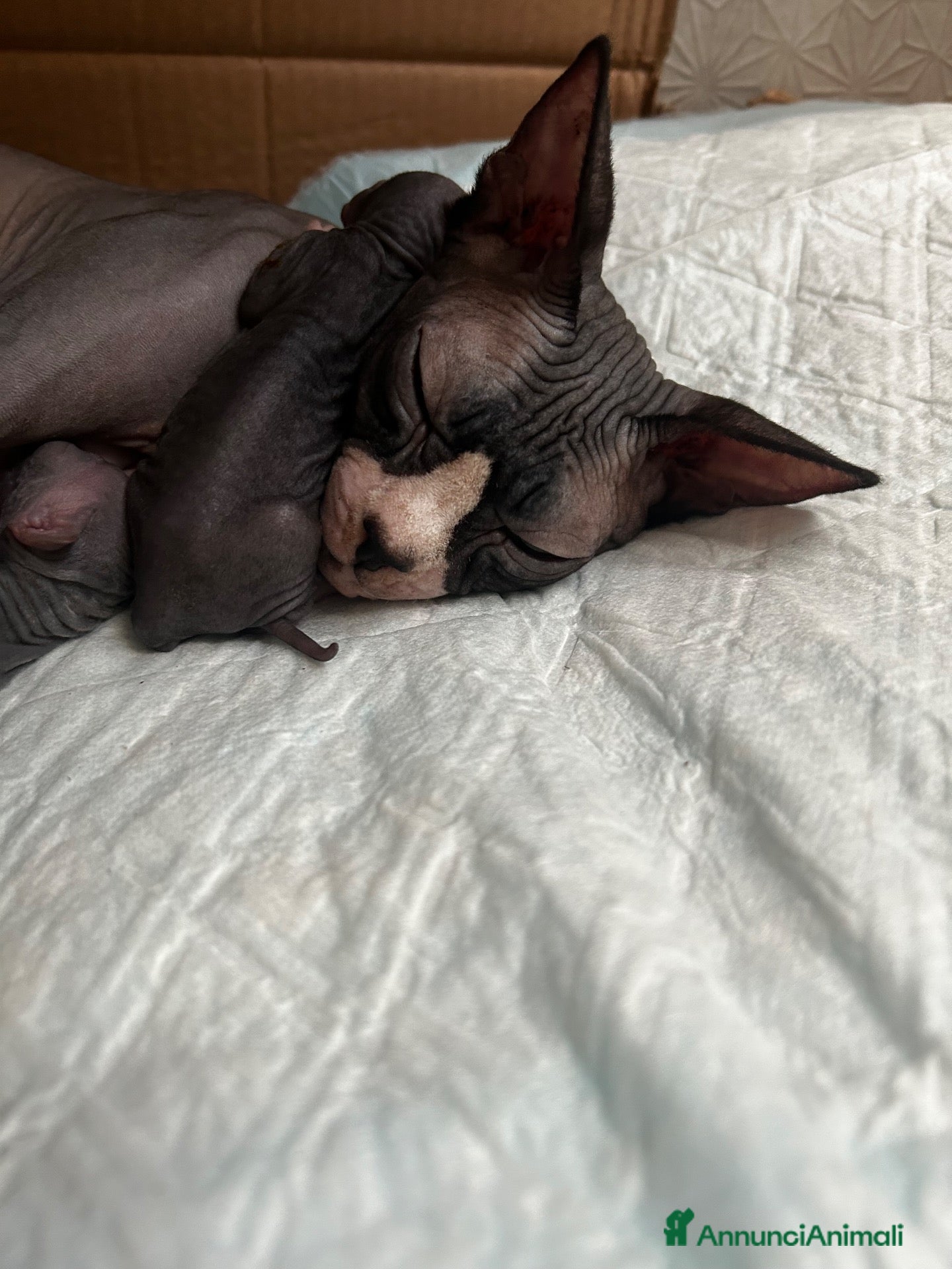 Sphynx gatti Sphynx con pedigree  - Annuncio 34