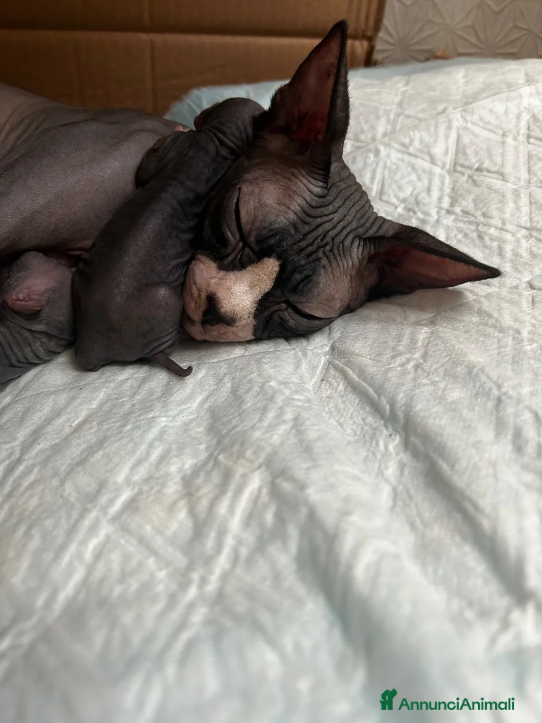 Sphynx gatti in vendita: Sphynx con pedigree  - Annuncio 1