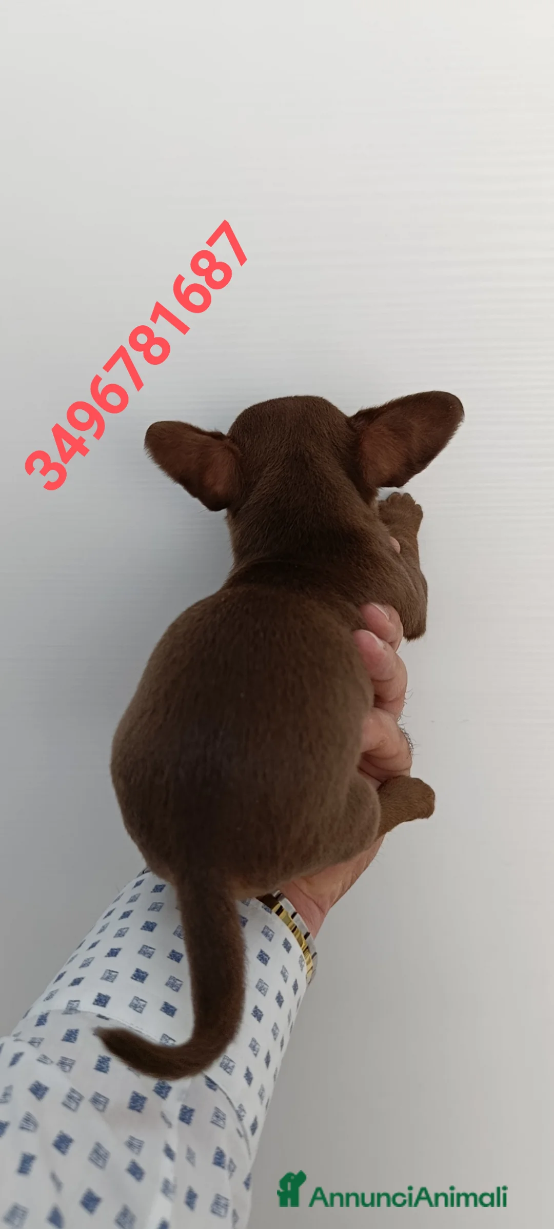 Chihuahua cani in vendita: CHIHUAHUA stupendo bijoux chocolate - Annuncio 3
