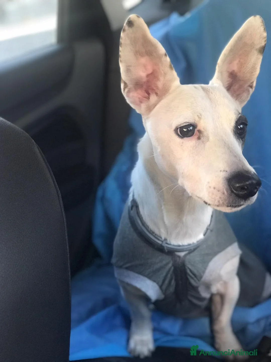 Meticcio cani in regalo: Simba, adozione del cuore - Annuncio 2