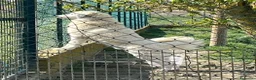 Pastore Abbruzzese Maremmano cani in regalo: JERRY con tanta voglia di correre a Provincia di Macerata - Annuncio 7