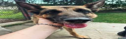 Pastore Tedesco cani in regalo: Sara Jane - Annuncio 5