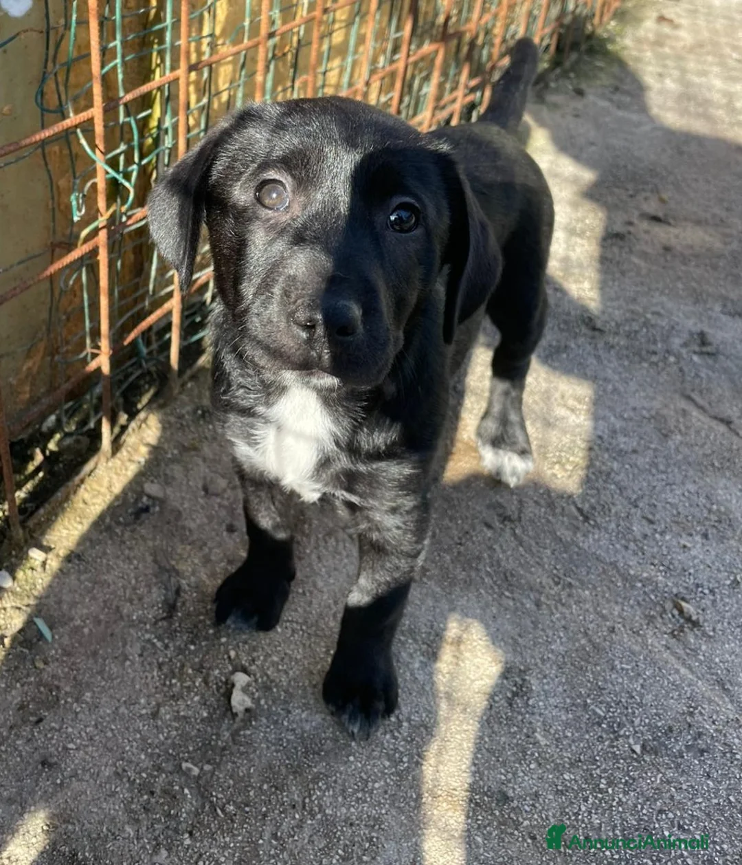 Meticcio cani in regalo: LA SPLENDIDA VITTO - Annuncio 1