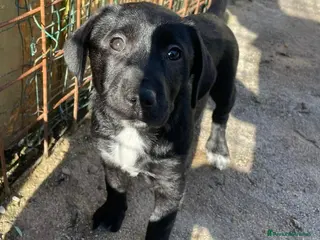 Meticcio cani LA SPLENDIDA VITTO - Annuncio 35