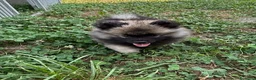 Wolfspitz cani in vendita: Cuccioli Wolfspitz - Annuncio 8